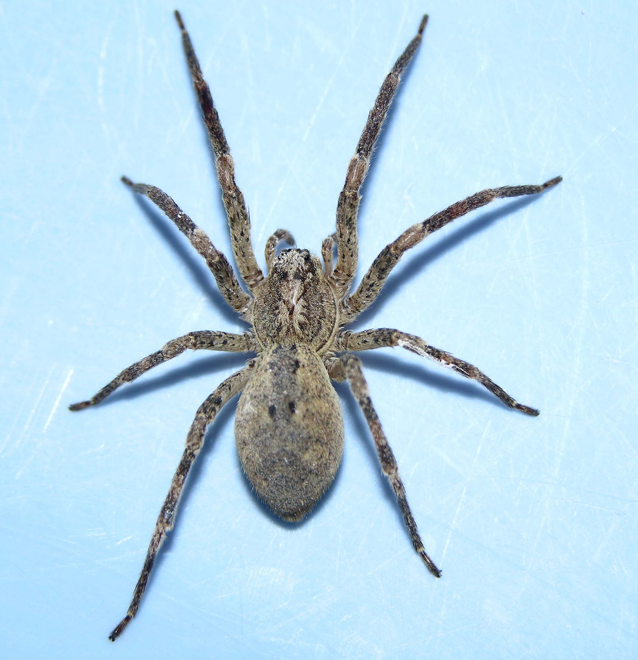 Micrommata m, Tegenaria m., Araniella m. e f.,  Zoropsis,